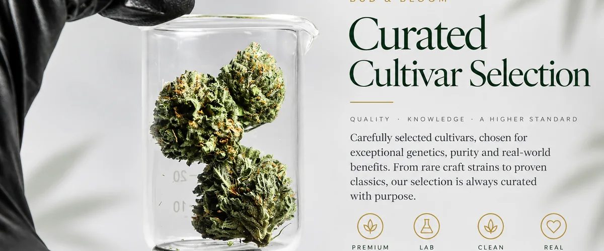 Bud & Bloom curated cannabis cultivar selection